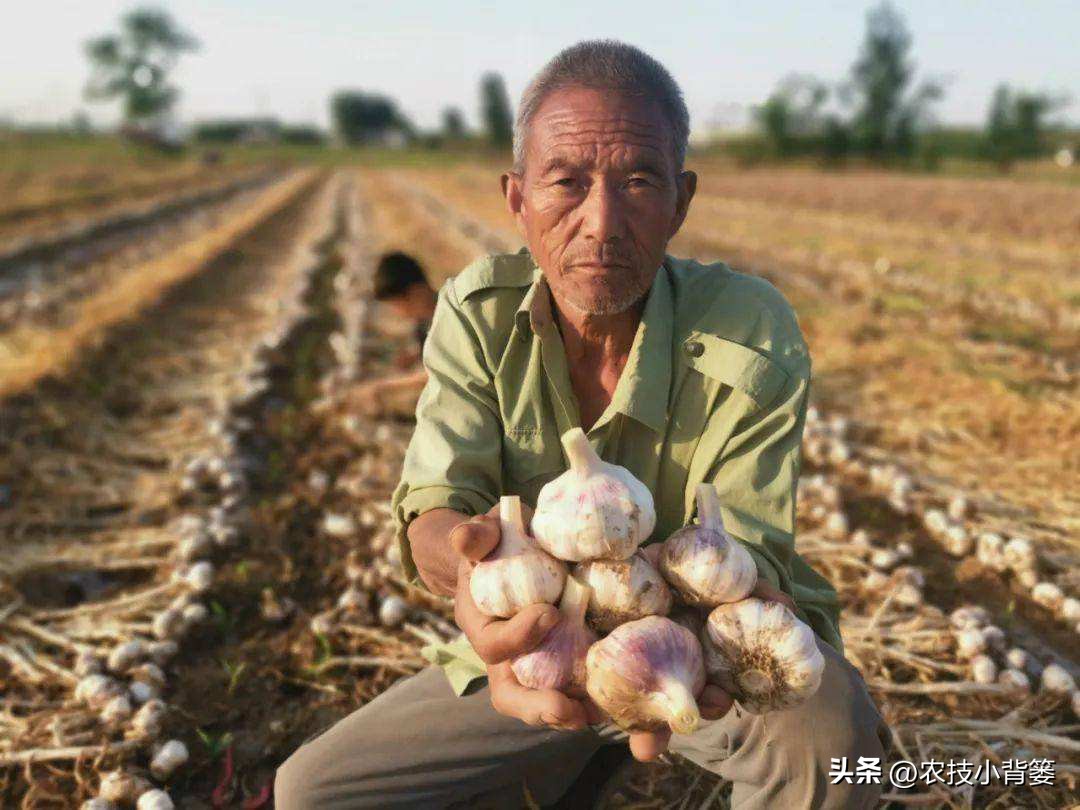 种植大量的大蒜怎么储藏,大蒜长期保鲜储存的正确方法