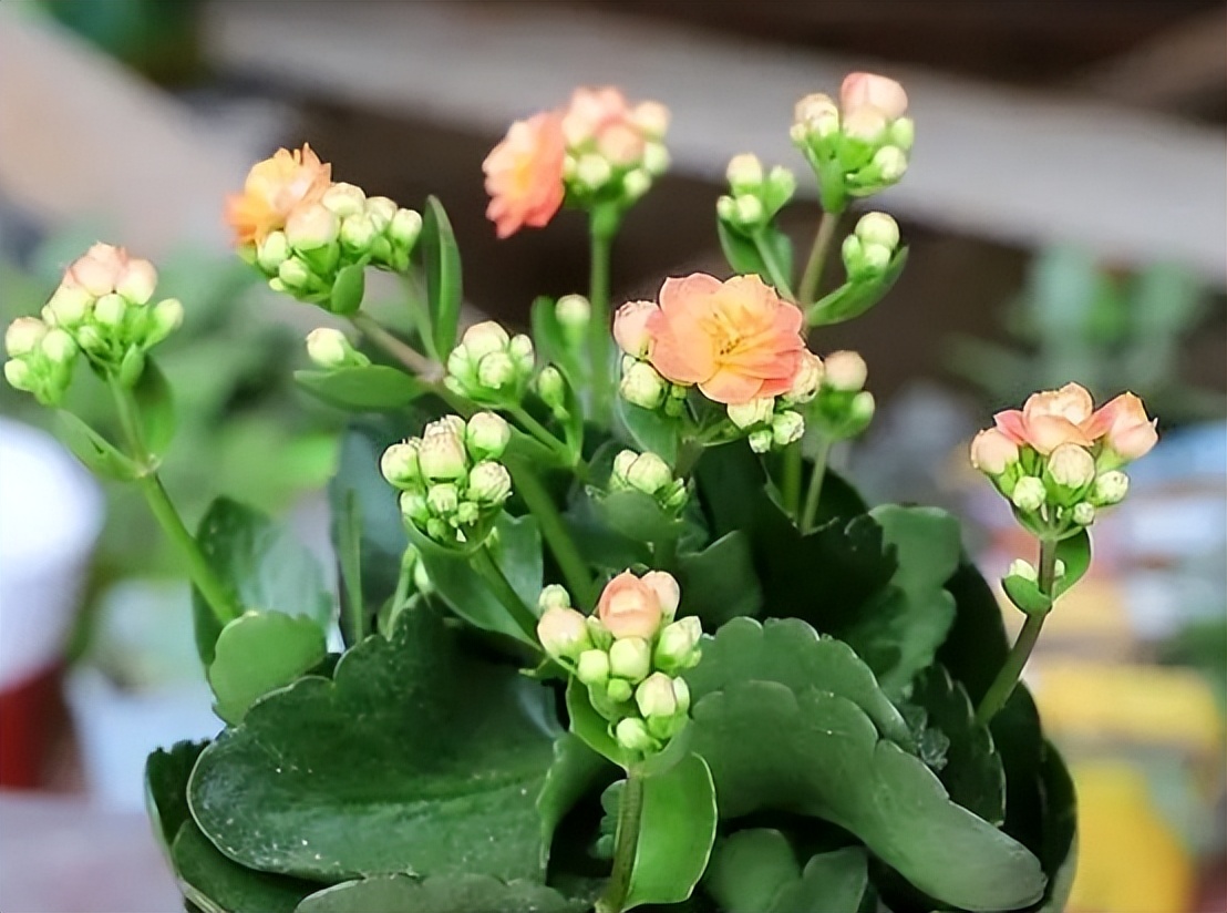 最旺家的10种花你家里有几种,三种最旺家的花是哪三种