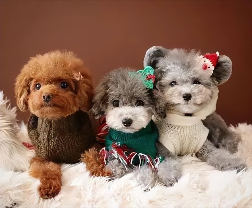 贵宾犬颜色越来越浅怎么办,贵宾毛越来越黄怎么回事