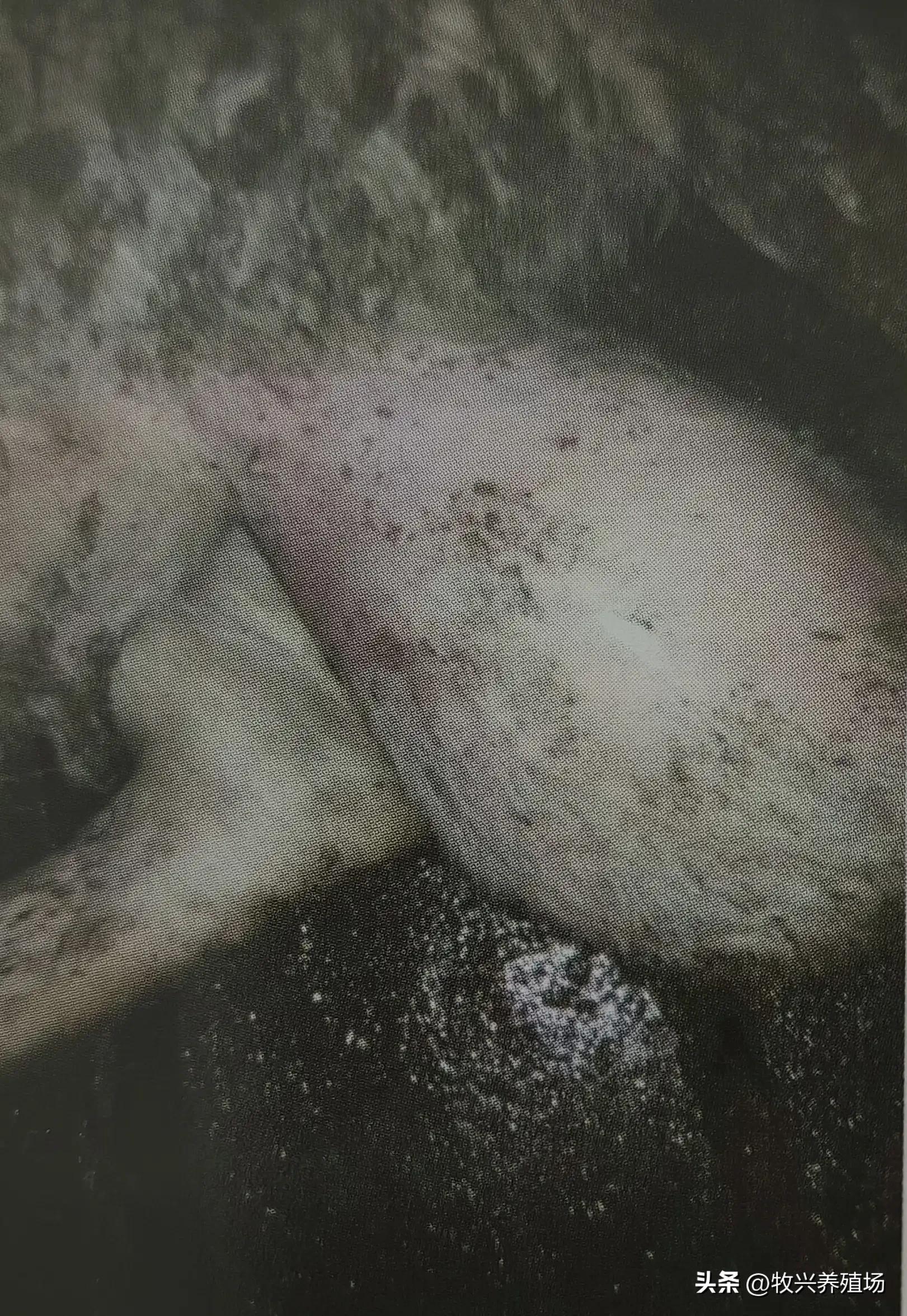 羊得这种传染病，孕羊不是流产就是死胎，养羊人十有八九会被传染