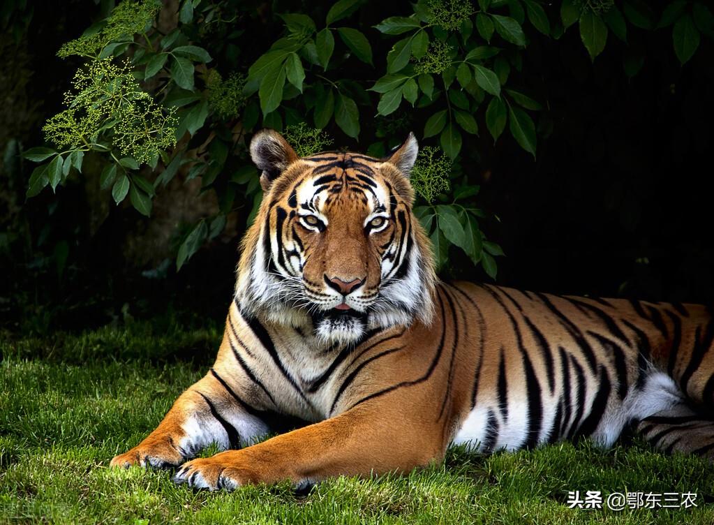 从农村走出来的医学专家,从农村走出来的科学家