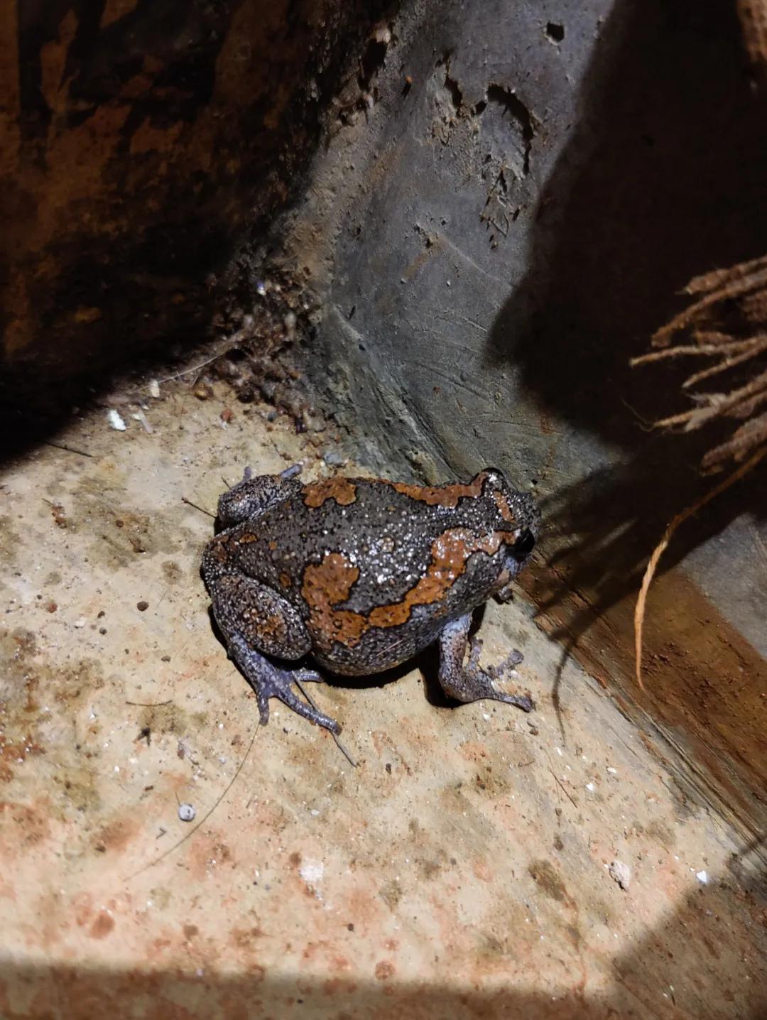 集中营六记,集中营逃亡7年