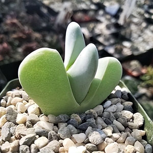 102个大类近500个多肉植物图片，都极其美丽，建议在家中也养一盆