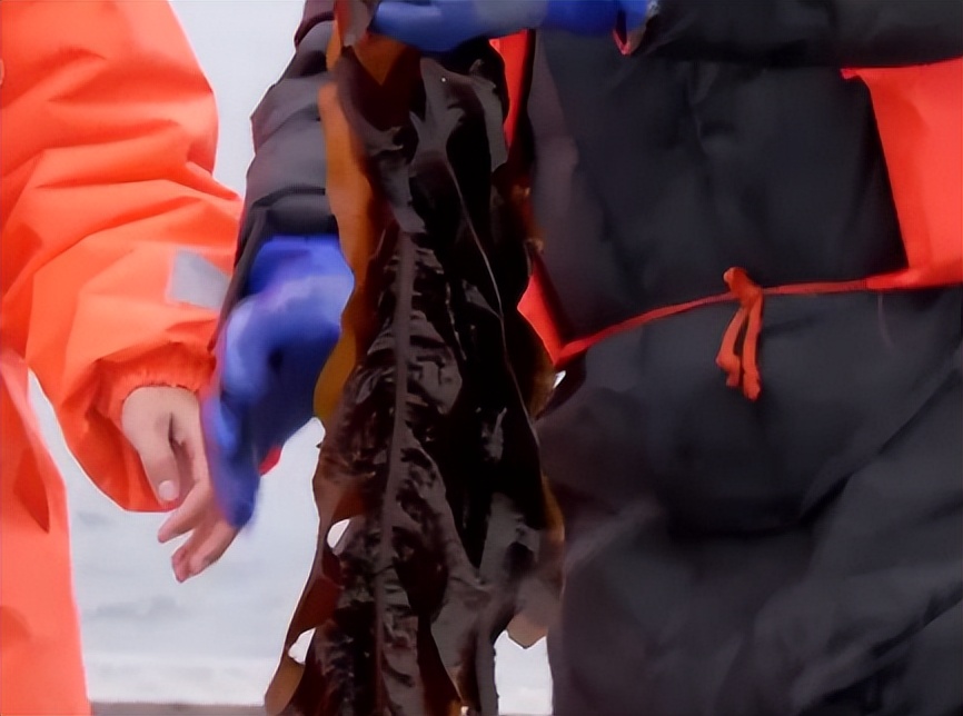 仅有积蓄23块钱，山东小伙大胆借600万，捞出大连海底“小黄金”