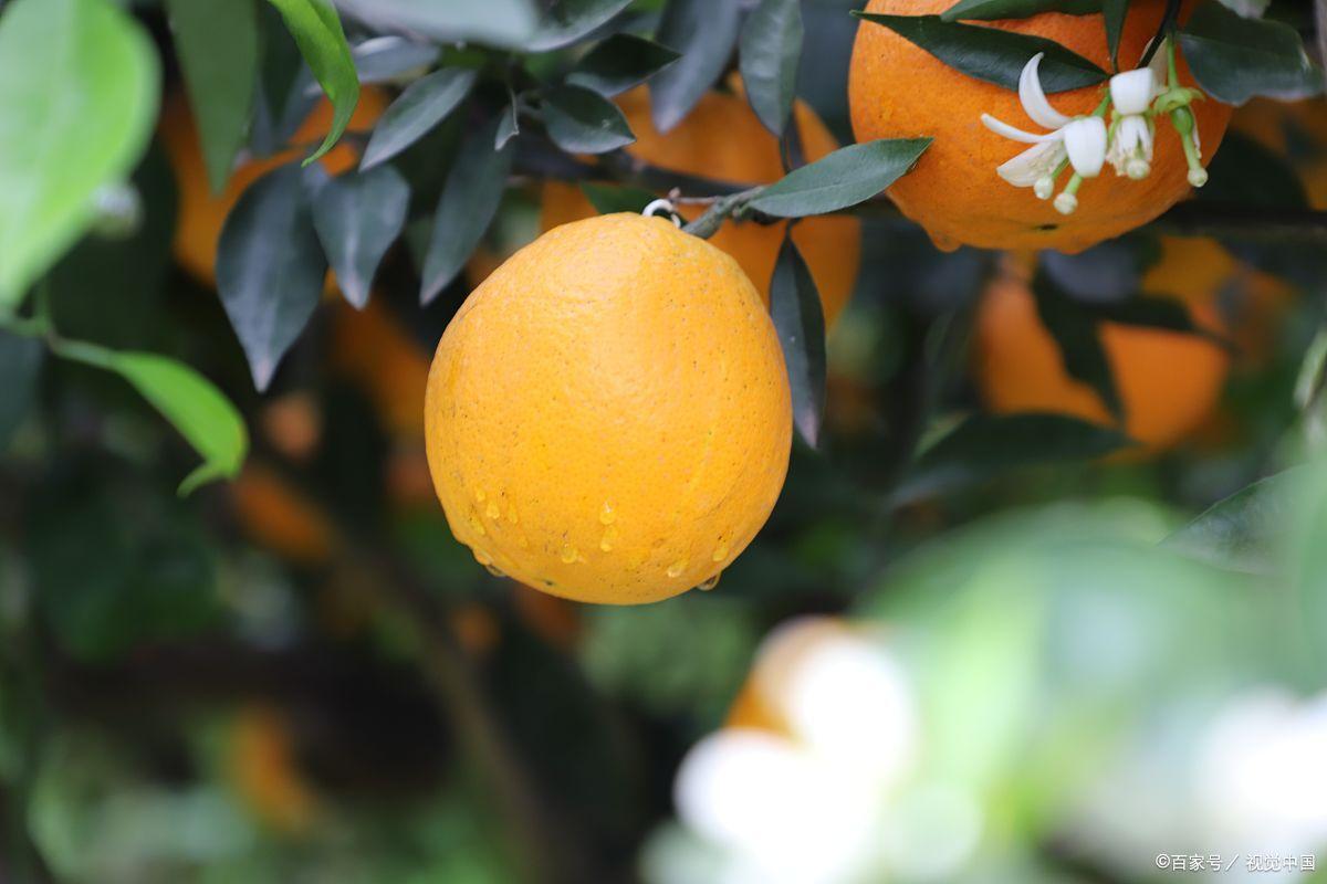 去三峡必买的特产,三峡旅游特产