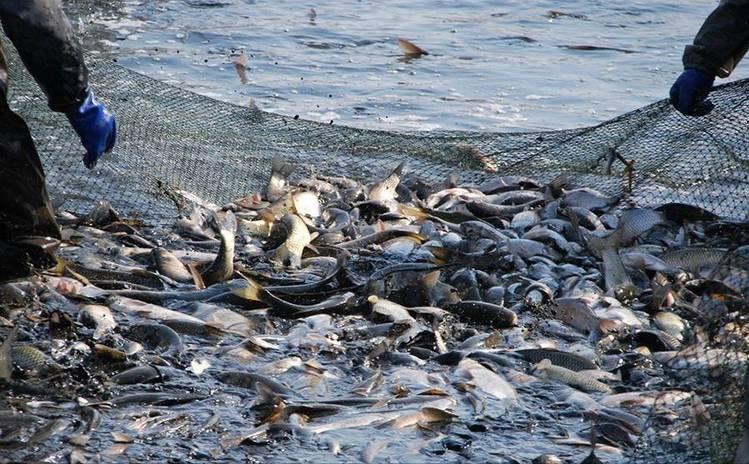 三峡水坝大鱼横行,三峡区出现大量水老虎