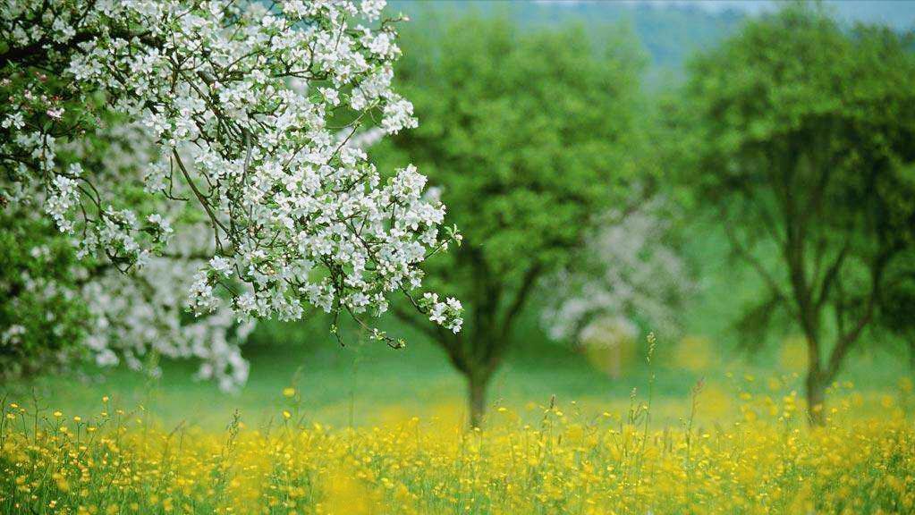 宋朝七言绝句大全,晴日暖风绿阴幽草胜花时什么意思