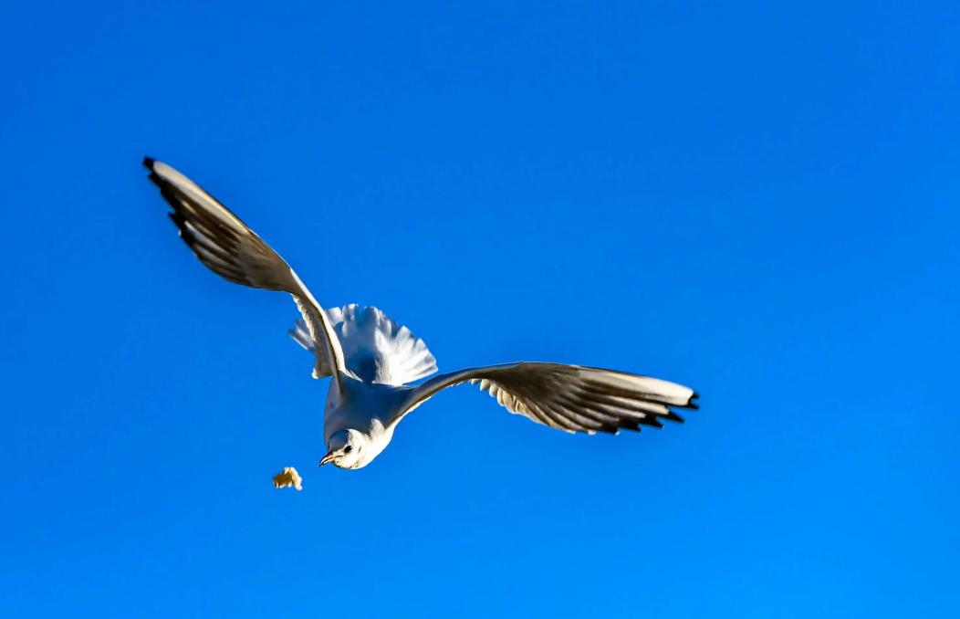 张雪峰最建议跨考考研的专业,张雪峰推荐的三个考研专业