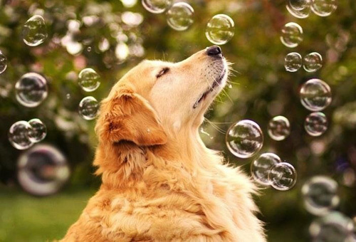 第一次养狗狗哪种狗狗适合新手养,几个月的狗狗适合新手养