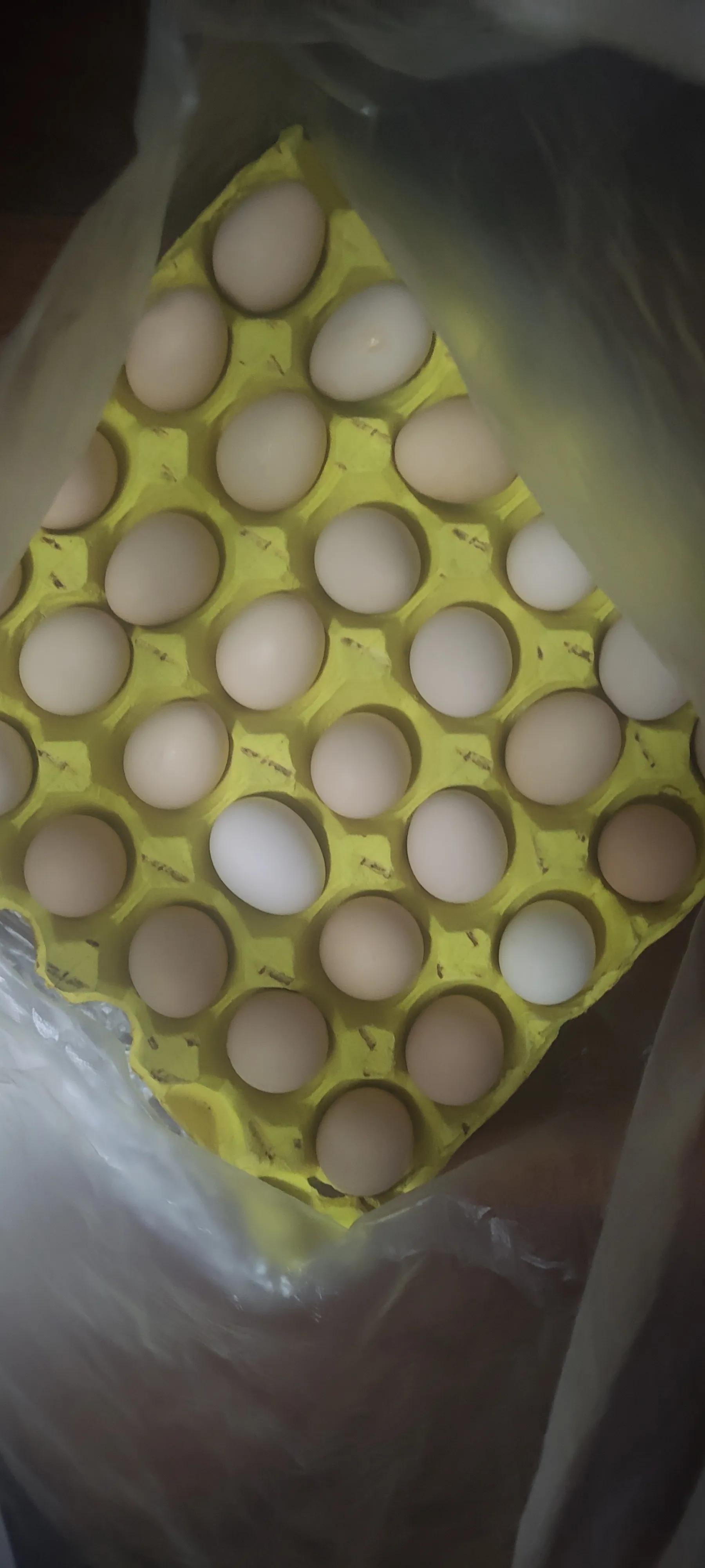 跟旅行团游荷兰花海,荷兰花海门票送鸭蛋