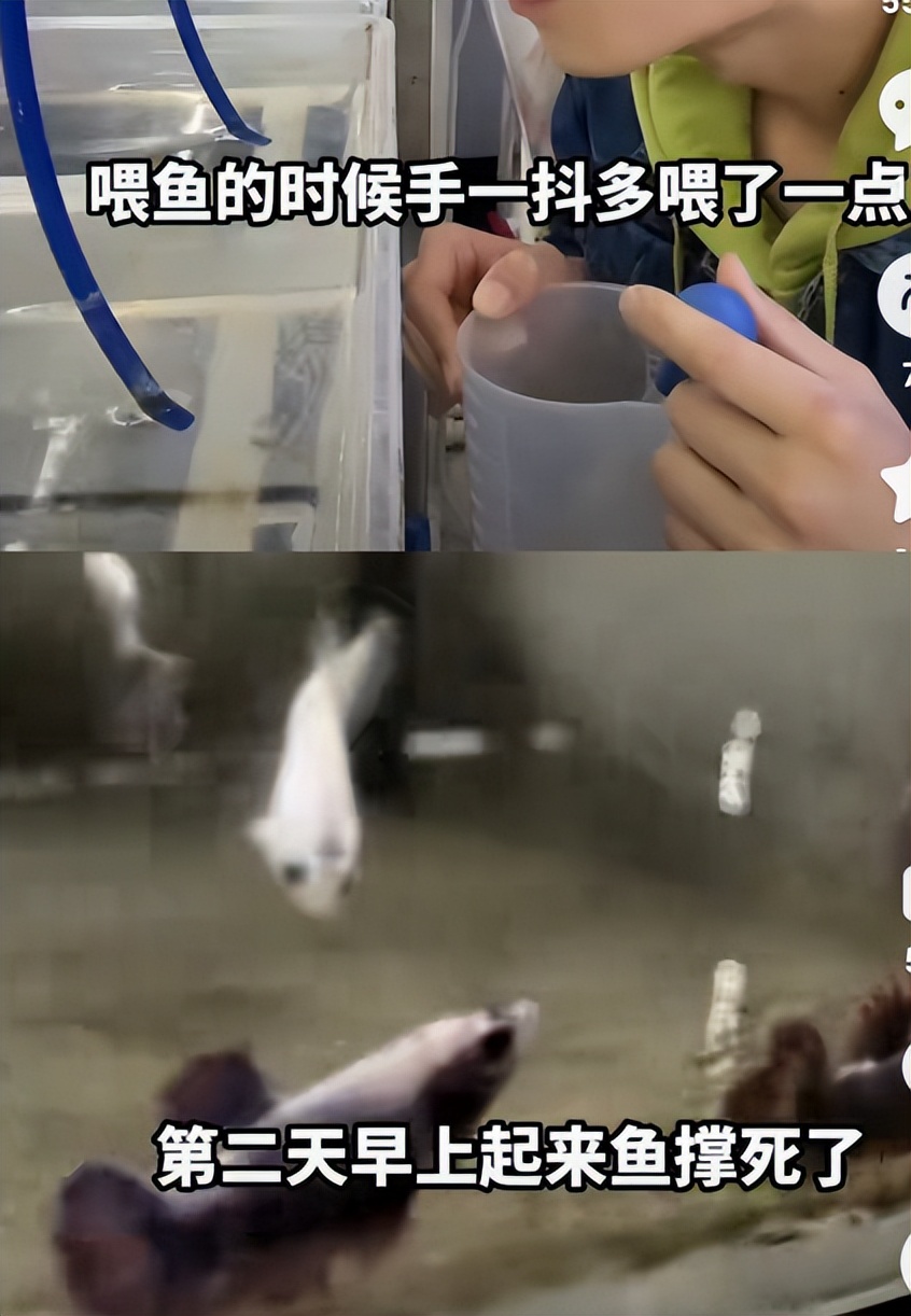 靠养鱼火了的985硕士，居然是《最强大脑》的隐藏黑马？