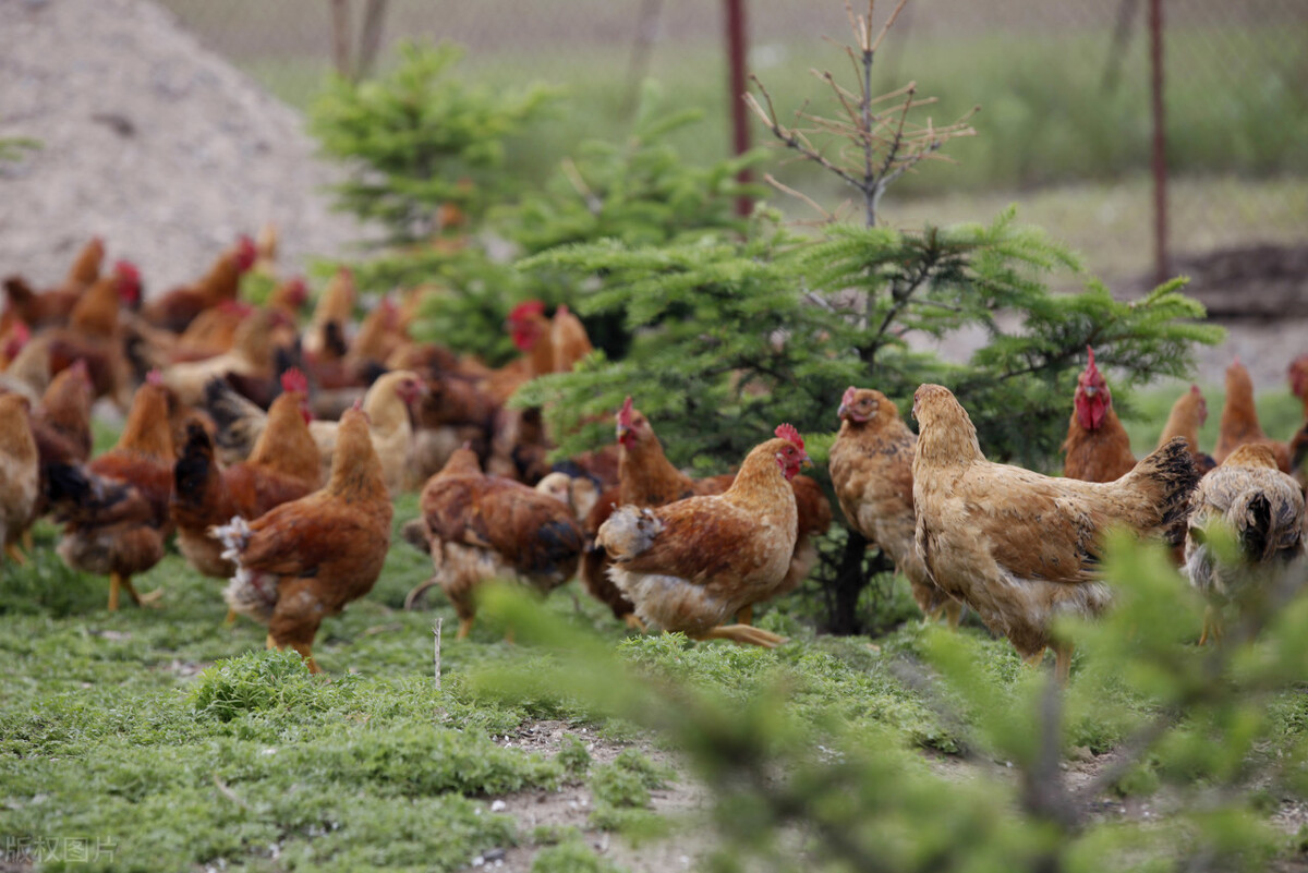 家禽疾病,禽李氏杆菌病