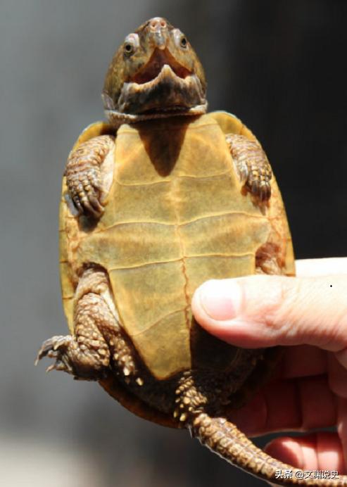 男子在臭水沟捡到一只乌龟,村民捡到乌龟马上报警