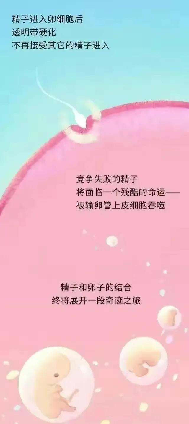 精子产生到成熟的过程,精子形成到受孕过程