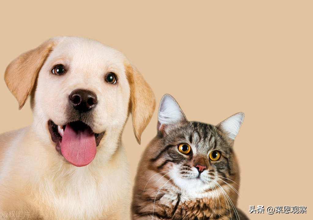 我阳了，我的猫和狗也能一起阳了吗？