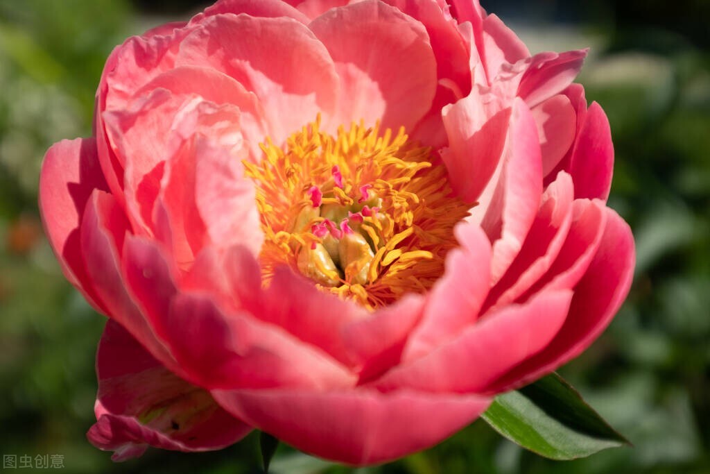 10首国色天香的牡丹花诗词，配上照片，最适合四月发朋友圈