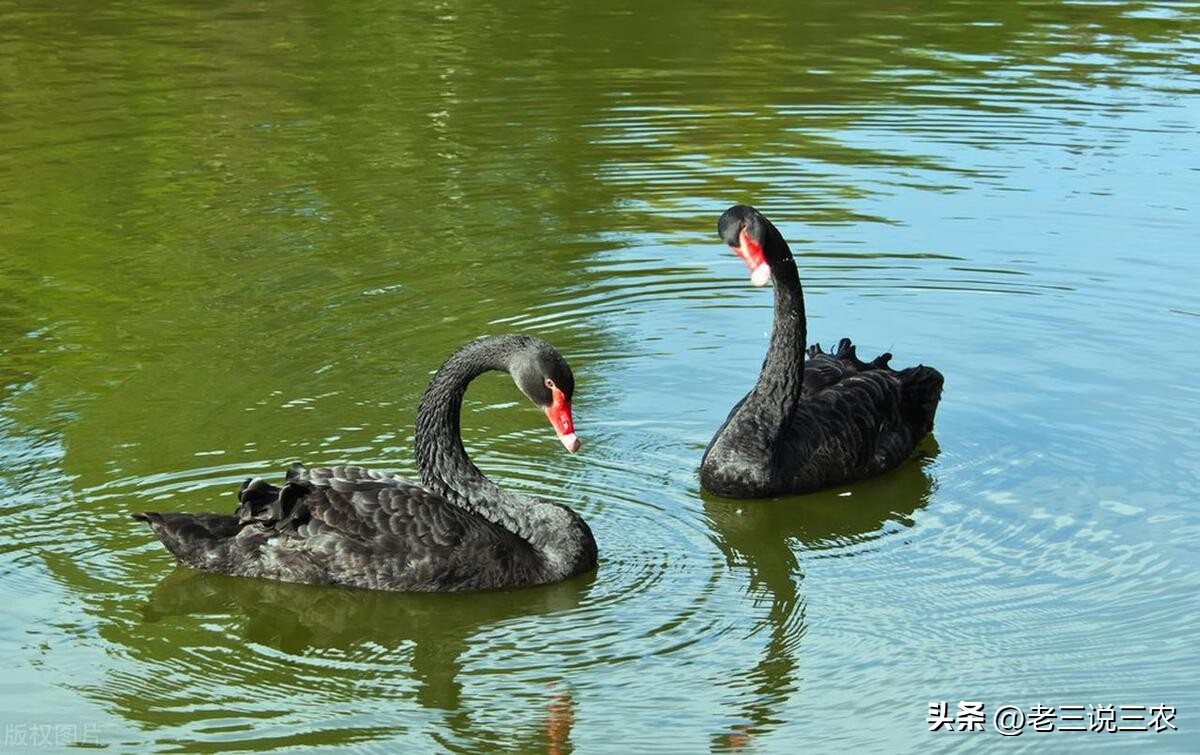养几只黑天鹅,养十只黑天鹅一年能赚多少钱