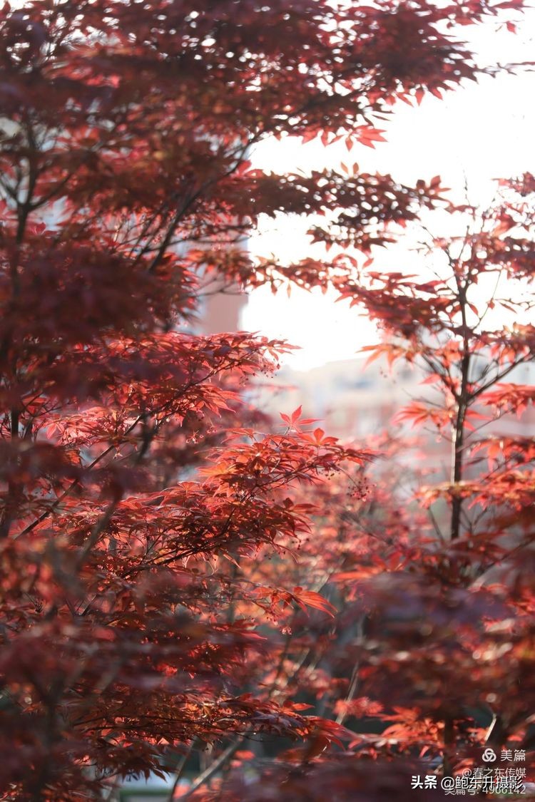 清晨的公园静态美和动态美,运城体育公园夜间灯光