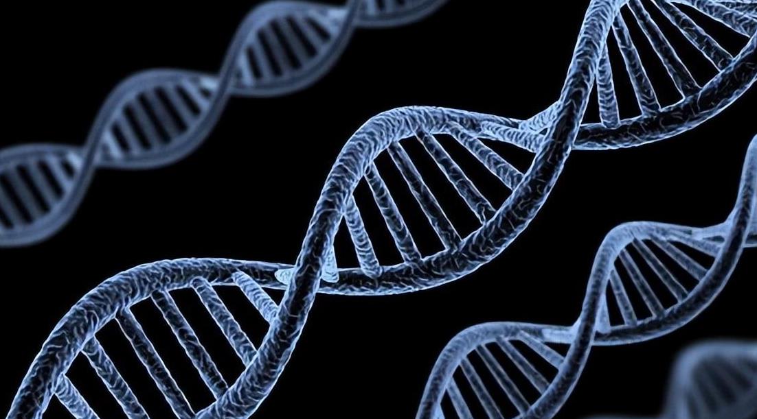 眼镜王蛇吞掉了条蟒蛇,眼镜王蛇生吞