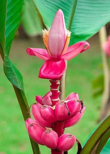 100多种罕见水果欣赏,100种罕见水果名字