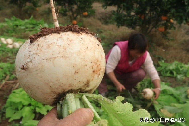 爱心蔬菜送环卫工,感恩蔬菜温暖环卫工人心