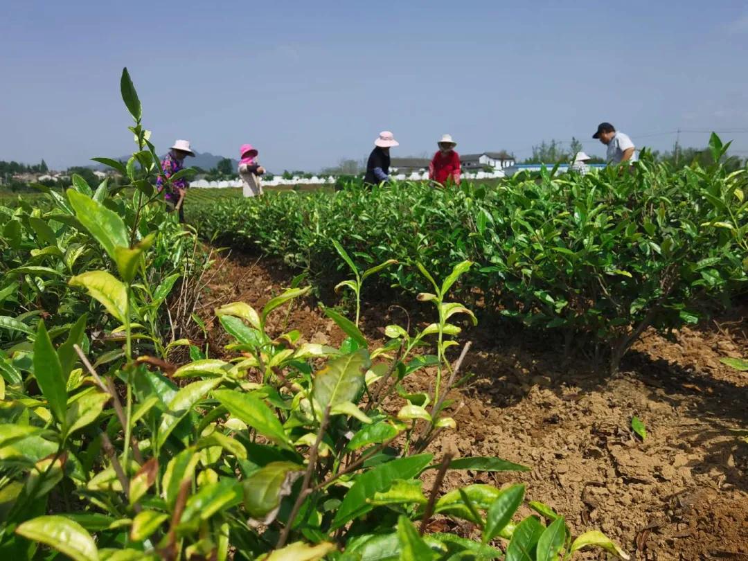 水台镇农村,描绘乡村振兴新蓝图