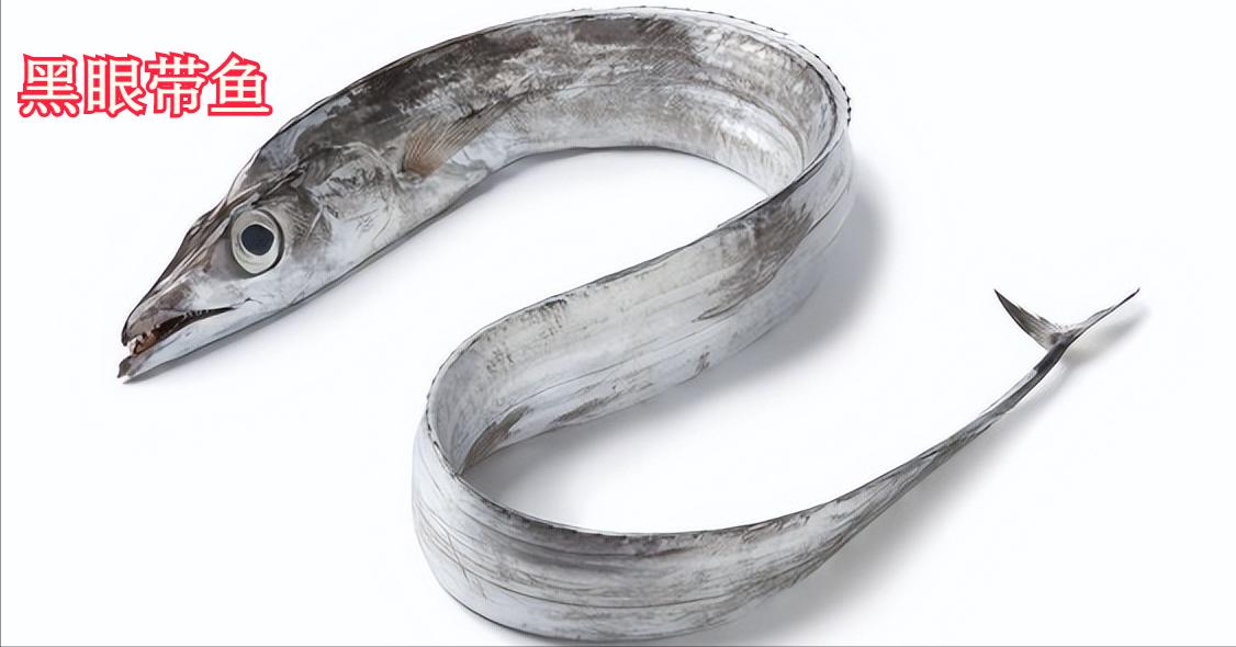 买带鱼时红眼与黄眼有什么区别,带鱼身体中有硬石头是啥