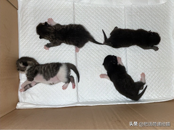 为什么猫咪养着养着就瘦了,猫咪为什么养着养着就发黄了