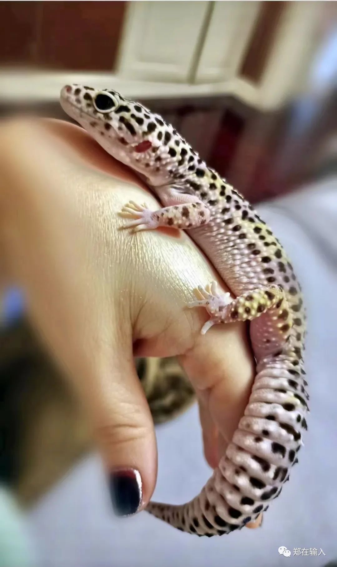 黄河路服装市场里有美人鱼？