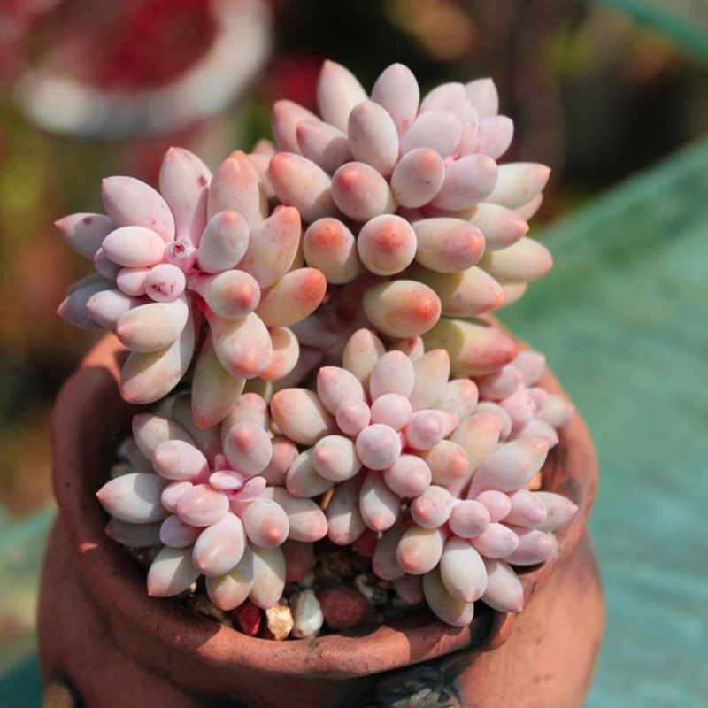 十二卷多肉的品种图鉴,100种多肉植物图片大全