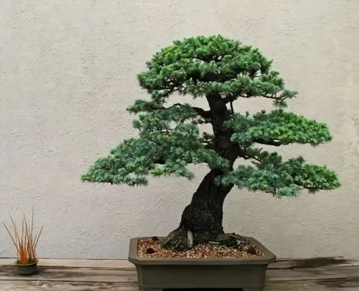 新手松树盆景制作,盆景铝线怎么蟠扎松树盆景