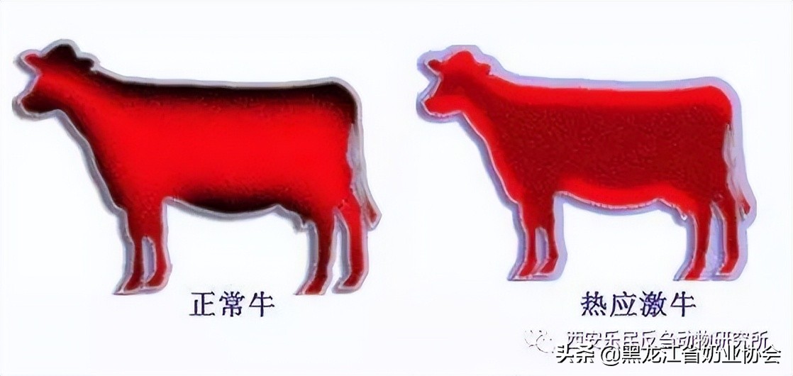 奶牛热应激症状及处理方法,奶牛热应激提高多少发病率