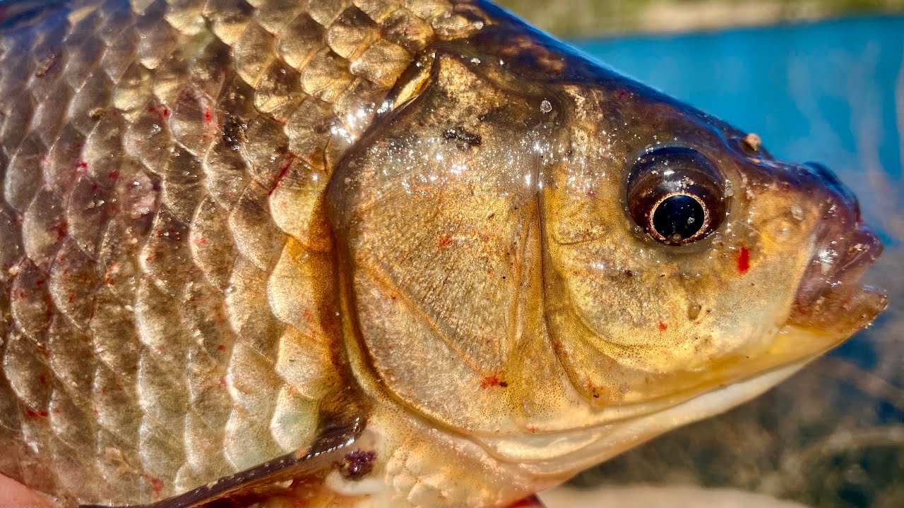 冬季钓鱼如何找到鱼窝图解,有几种方法才能找到鱼窝