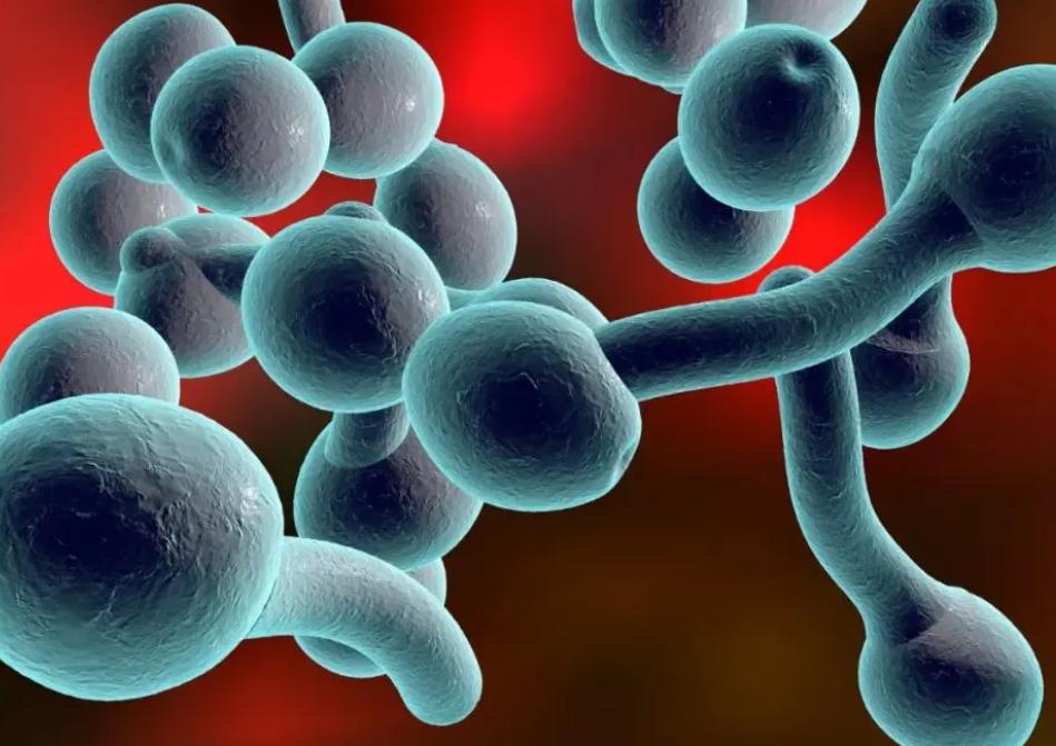 出门后回家应该怎么消毒,菊花的卫生怎么注意