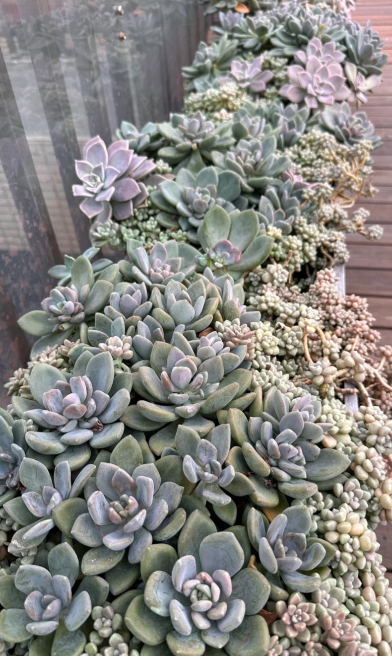 广东能养出好状态的多肉,在广东超级好养的多肉