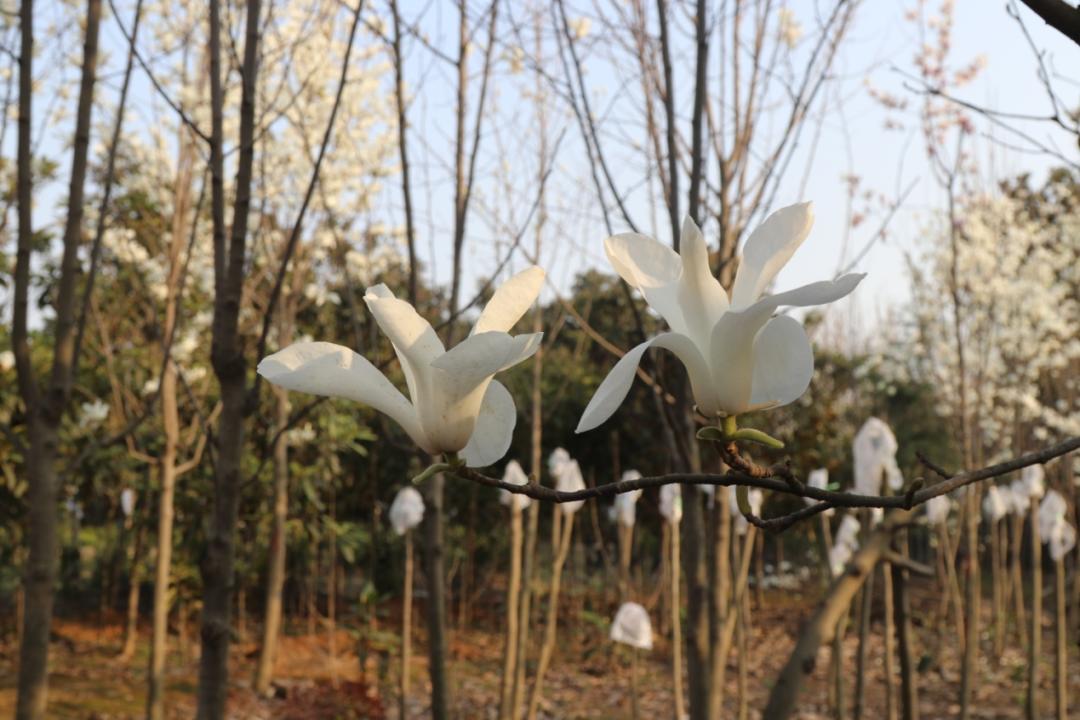 白玉兰为什么被评为上海市市花,中国国花上海市花白玉兰