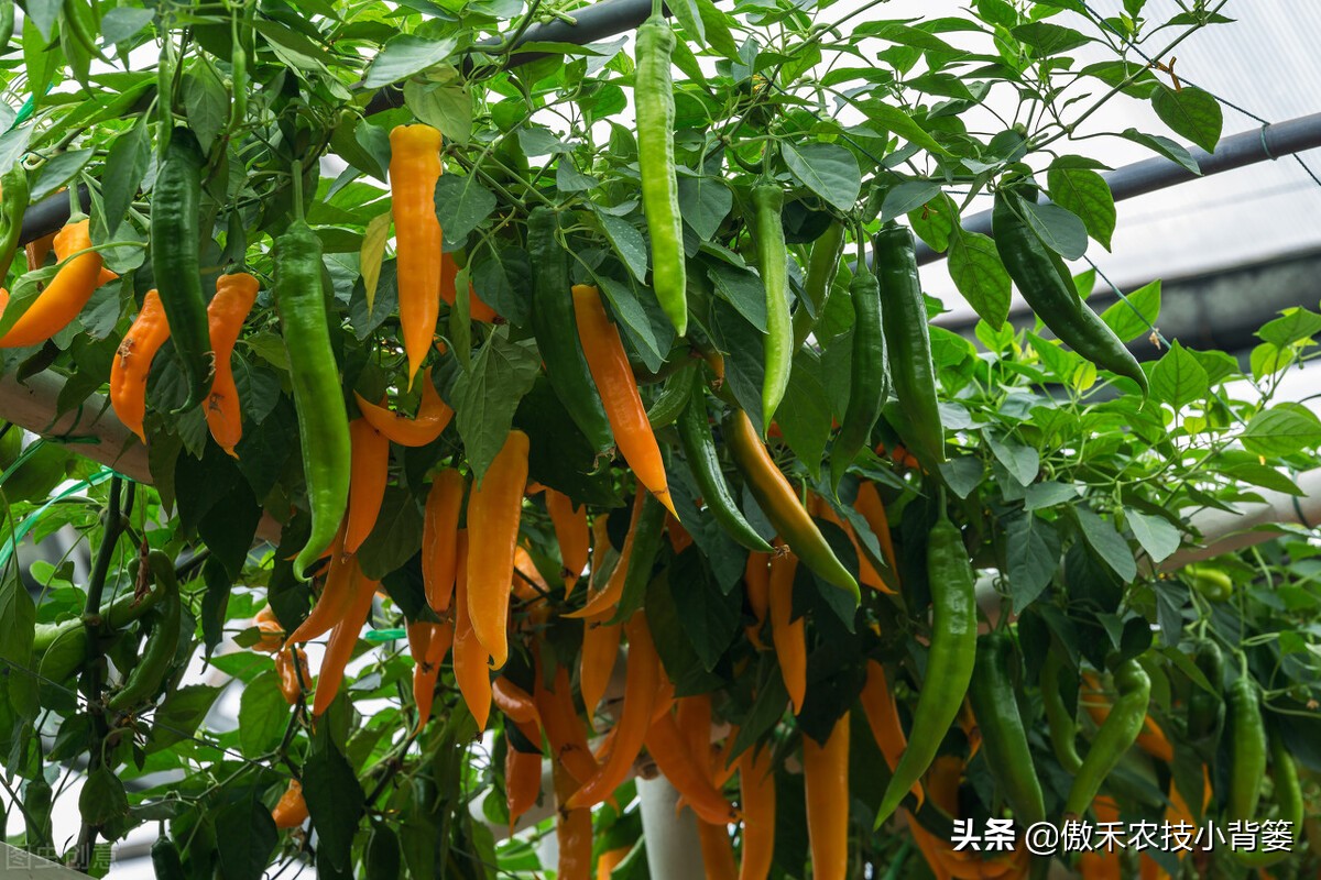 辣椒如何施肥才能更高产?建议农民注意这几点