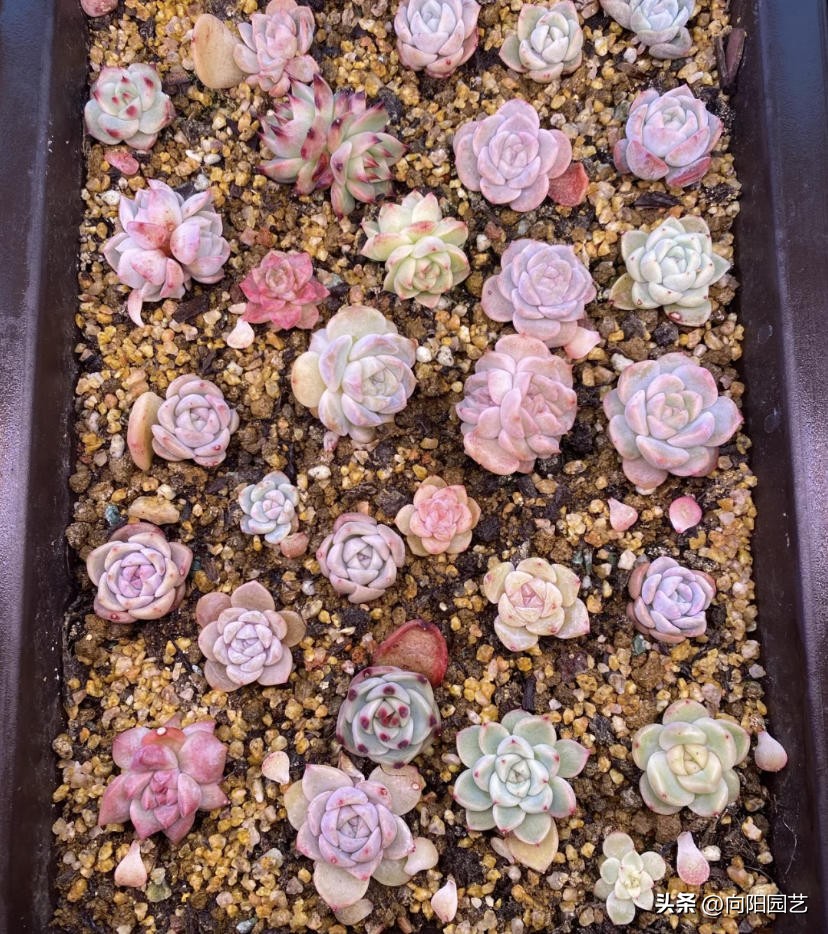 多肉怎么用叶片繁殖,多肉几月份适合砍头或叶插