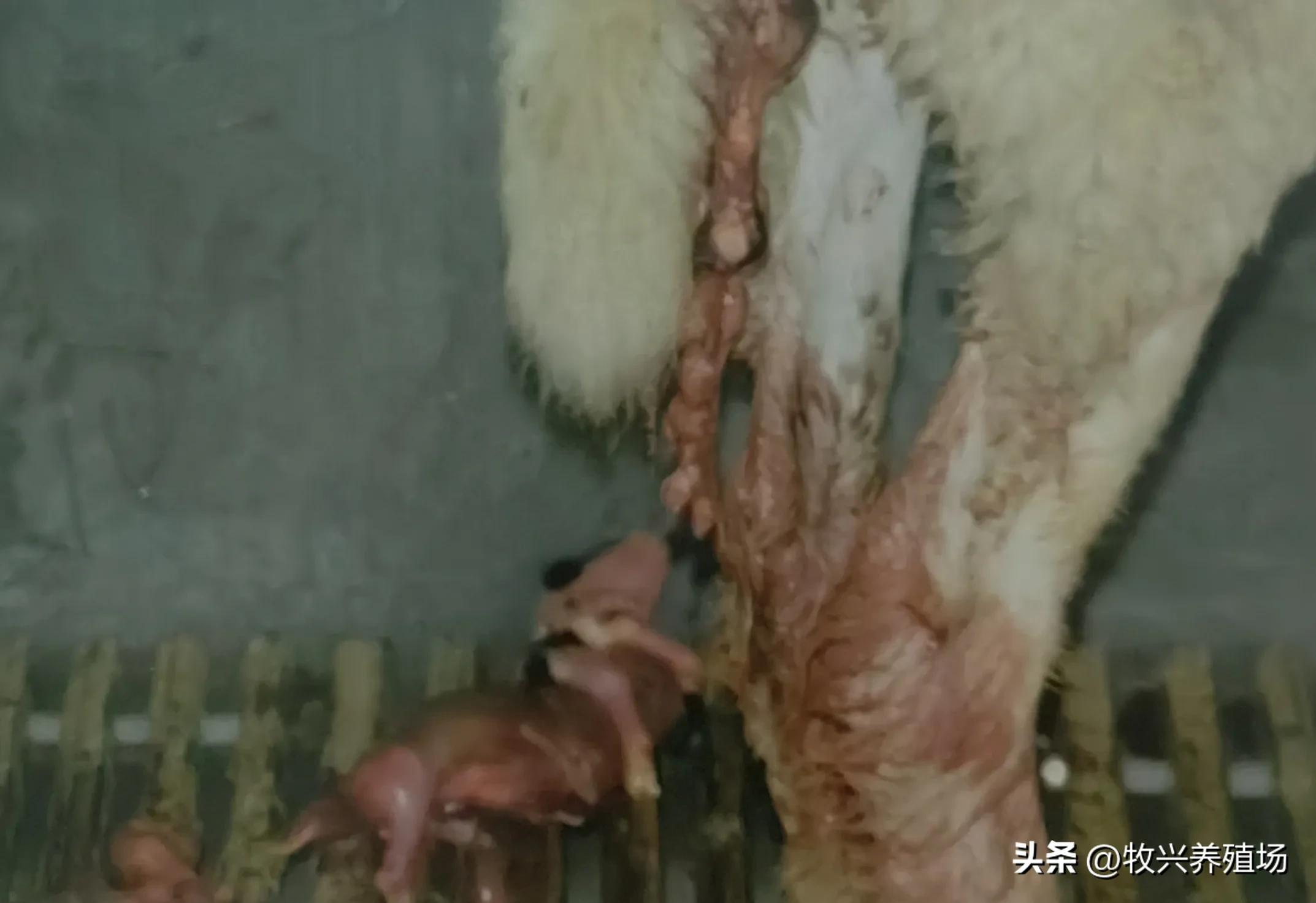 羊得这种传染病，孕羊不是流产就是死胎，养羊人十有八九会被传染