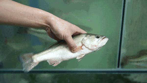 电动牙刷到底值不值得购买,电动牙刷高低价智商税