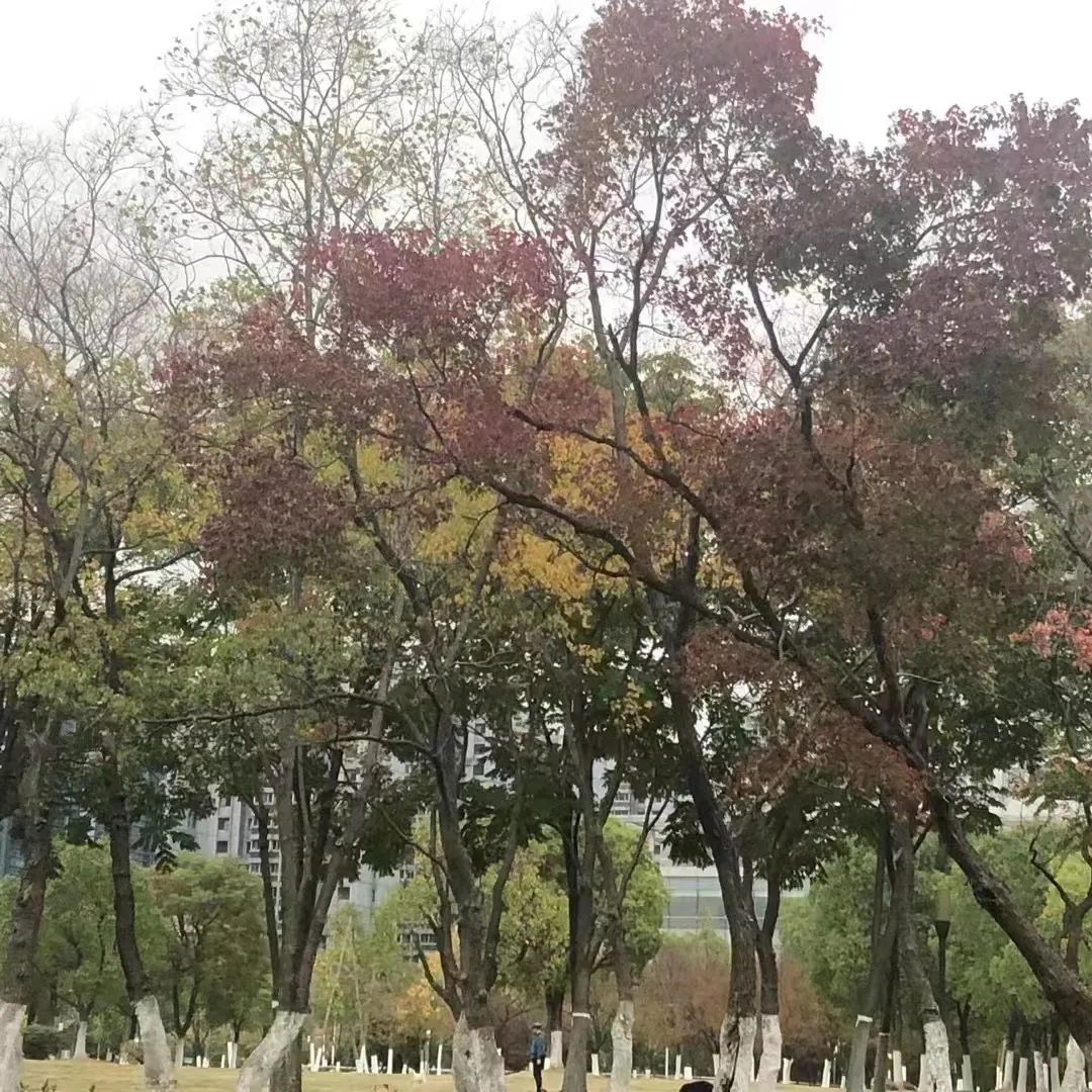 秋染天鹅湖，尽赏秋之裳