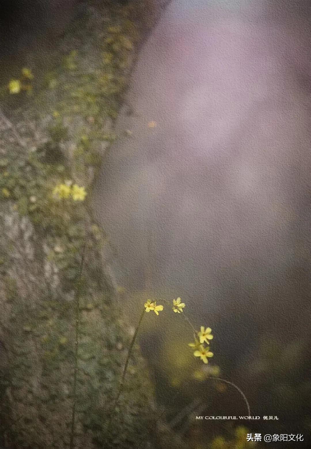 诗词/摄影鉴赏：《不负良人》《迎春花2022》《蓝海芳影》「249」