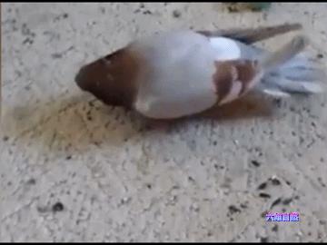 英国出现“僵尸”鸽子,英国出现僵尸鸽子人类会感染吗