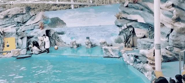 一月份去上海野生动物园和海洋馆,十一带大家去上海野生动物园玩