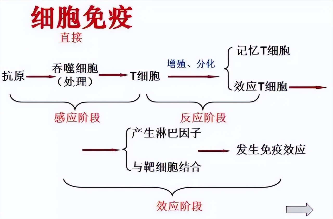 高中生物免疫失调知识点讲解视频,高中生物免疫调节