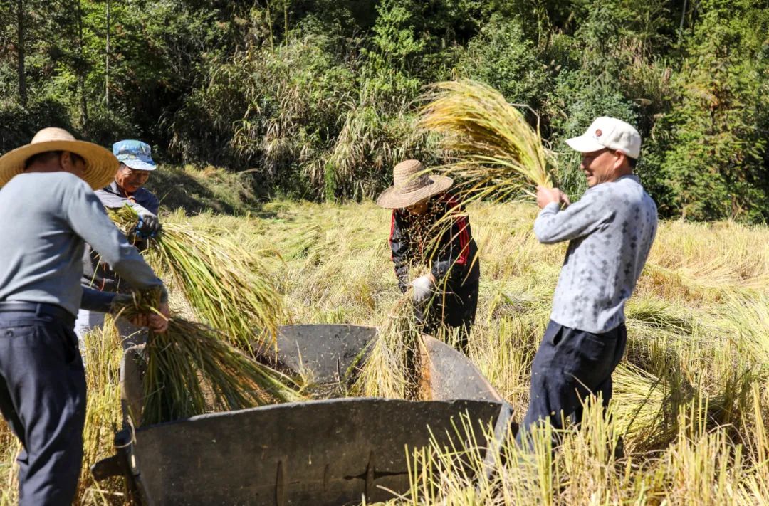 【上饶天下SHOW之万年县】上饶“一粒米”品牌价值96亿元!
