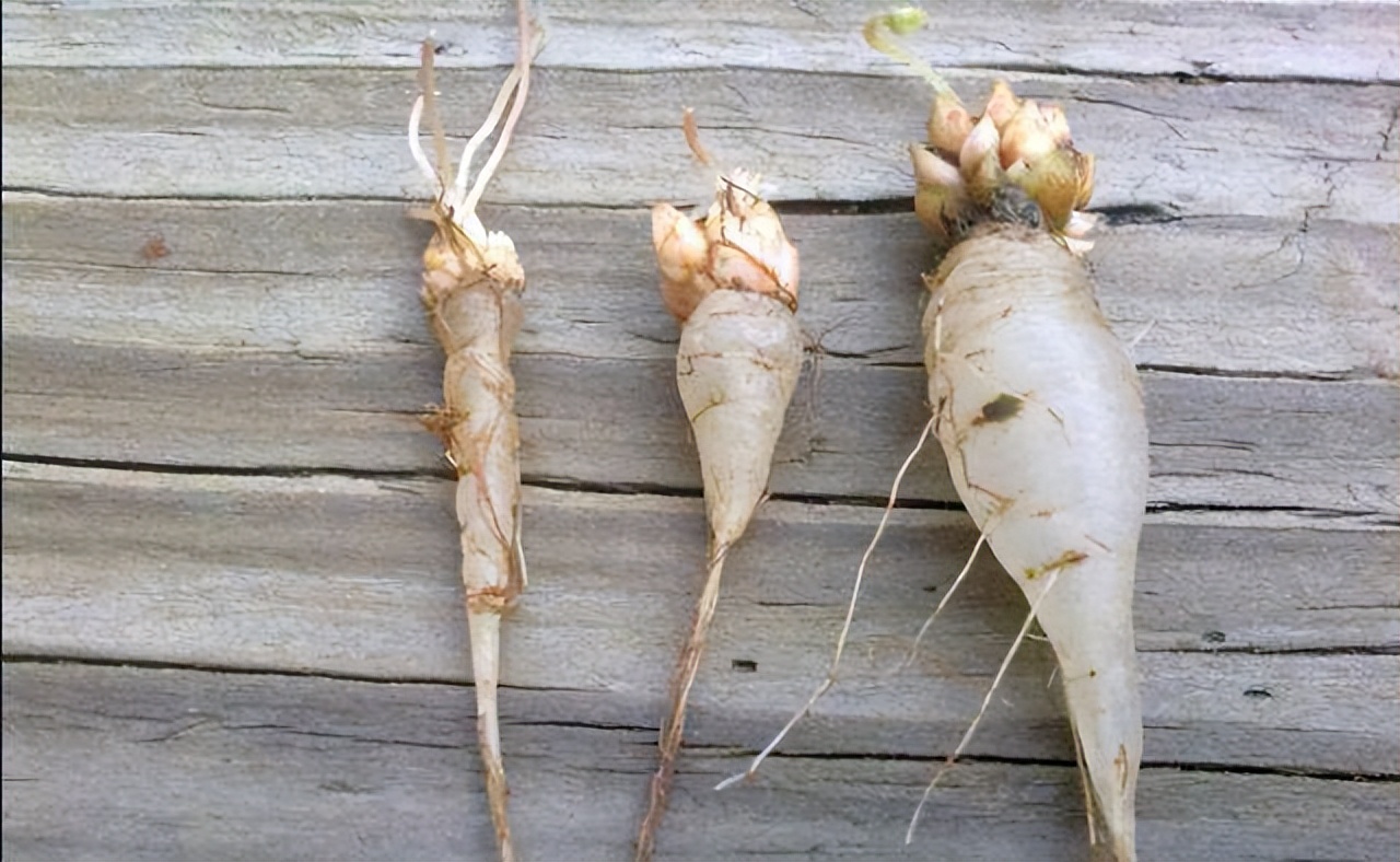 长在土里的水果你能说出几个,有哪几种水果是长在土里的