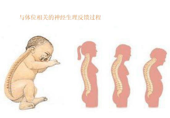 骨盆错位解析,骨盆视觉平衡训练