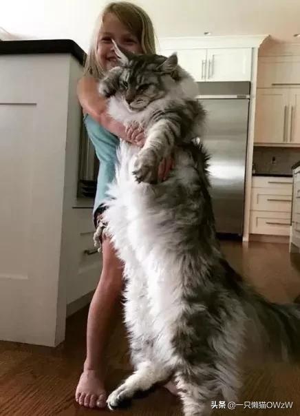 我家的缅因猫长得像老虎,缅因猫为什么像老虎