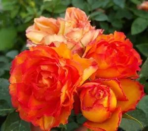 月季美图100张,妩媚动人的月季花图片